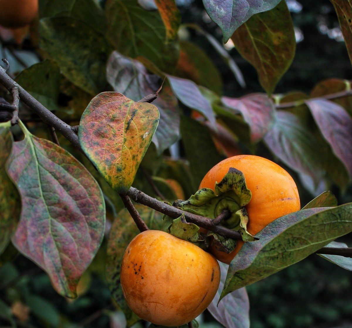 Rama de caqui con frutos y hojas de otoño
